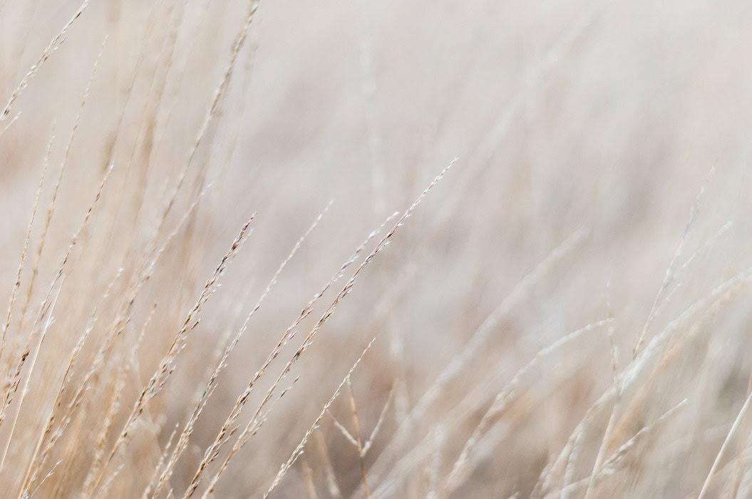 Winterwiese mit trockenem Gras. Nahaufnahme, unscharfer Hintergrund, weicher Fokus auf einzelne Halme. Für einen Hintergrund in natürlichen, beruhigenden Farben.